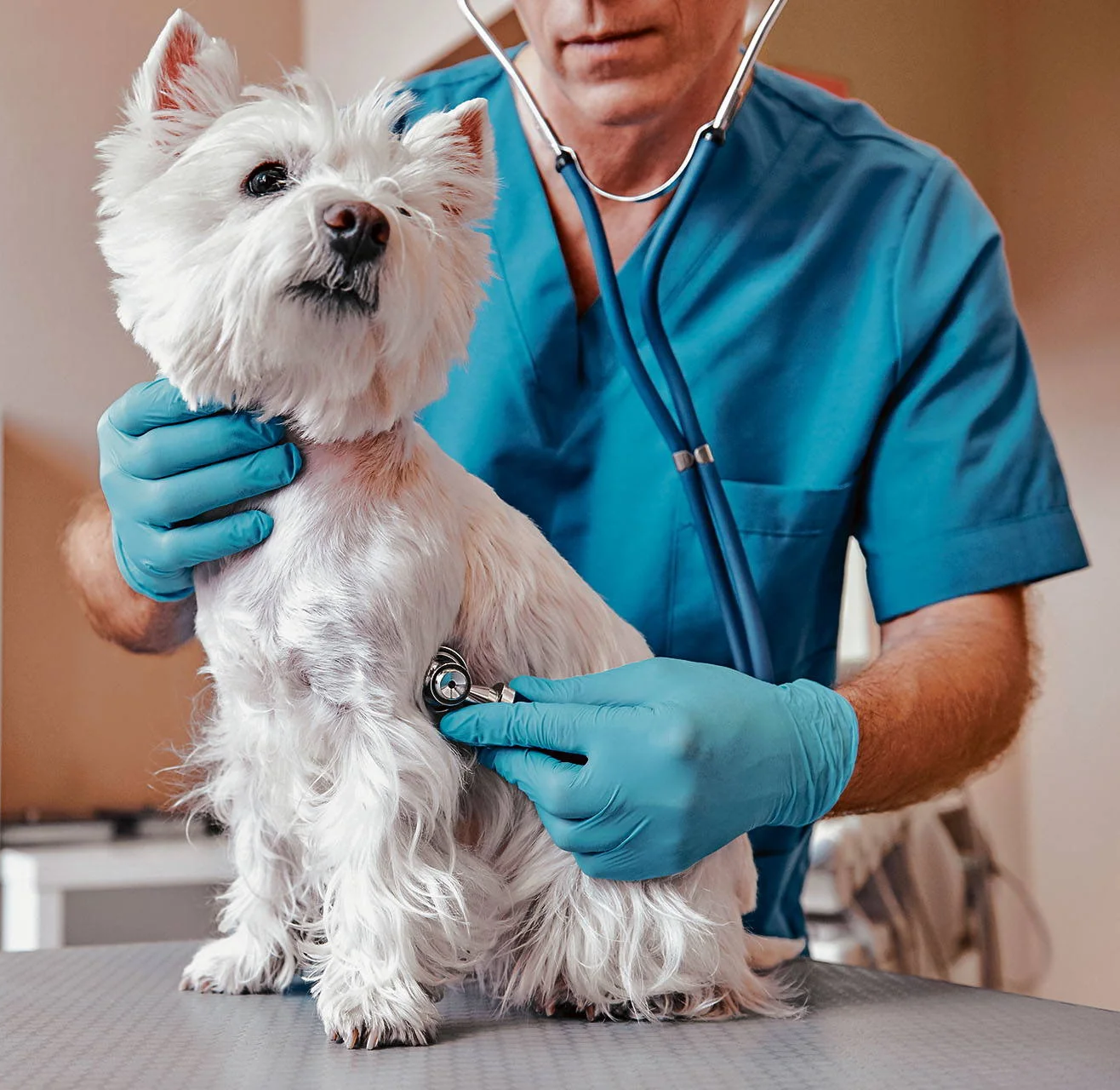 Veterinaria